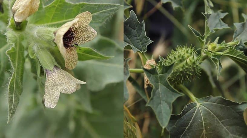 Datura et autres belles vénéneuses !