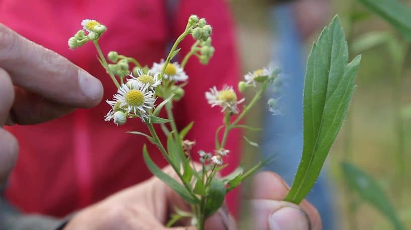 Vergerette annuelle, la plante poivrée