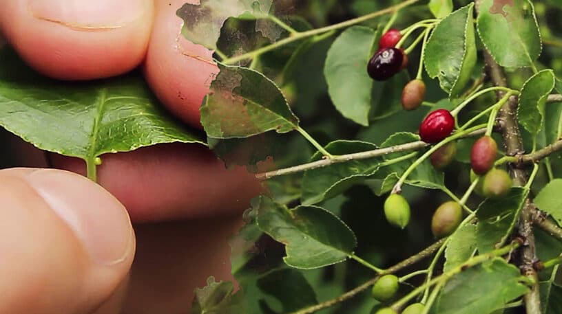 Prunus mahaleb : cerisier à liqueur