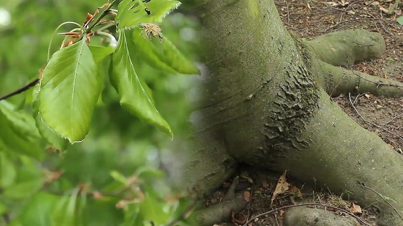 Le hêtre : un arbre comestible !