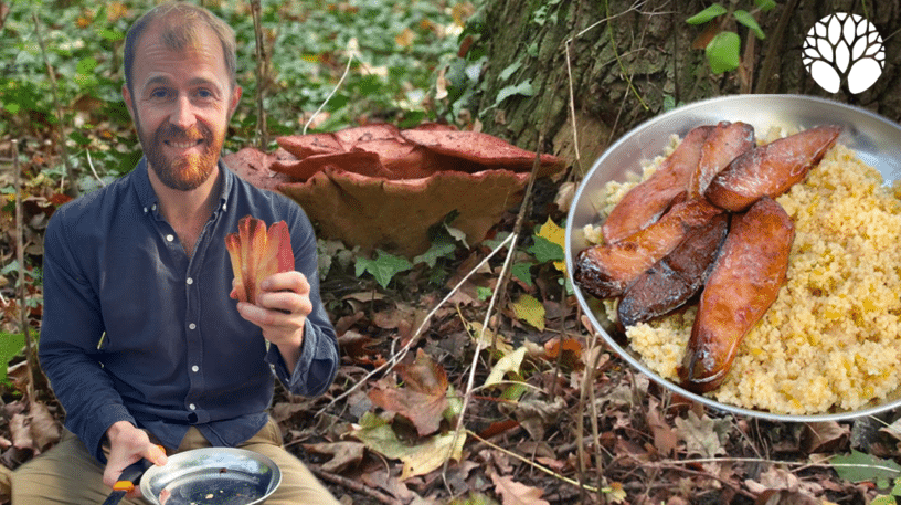 La langue de boeuf, un champignon comestible