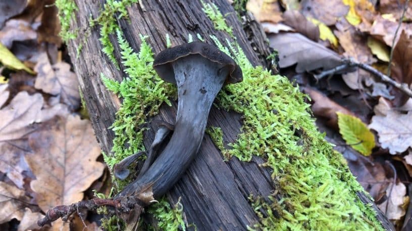 Trompette de la mort : à mourir de plaisir !