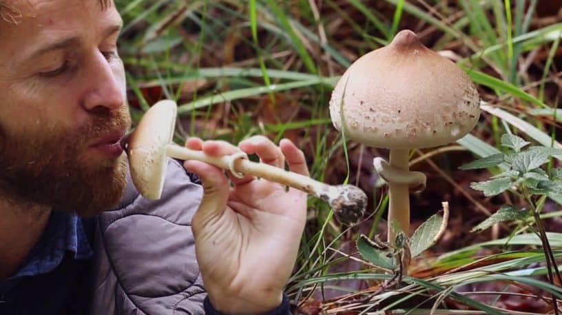 La lépiote mamelonnée, un délice !