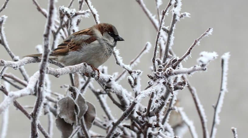 Nourrir les oiseaux cet hiver