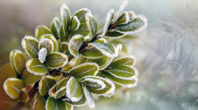 Le buis toujours vert, même en hiver !