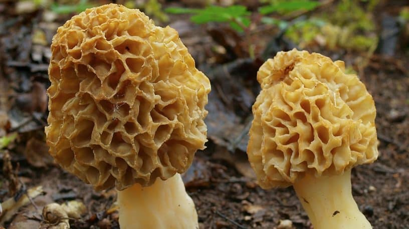 Morilles, comestibles de printemps