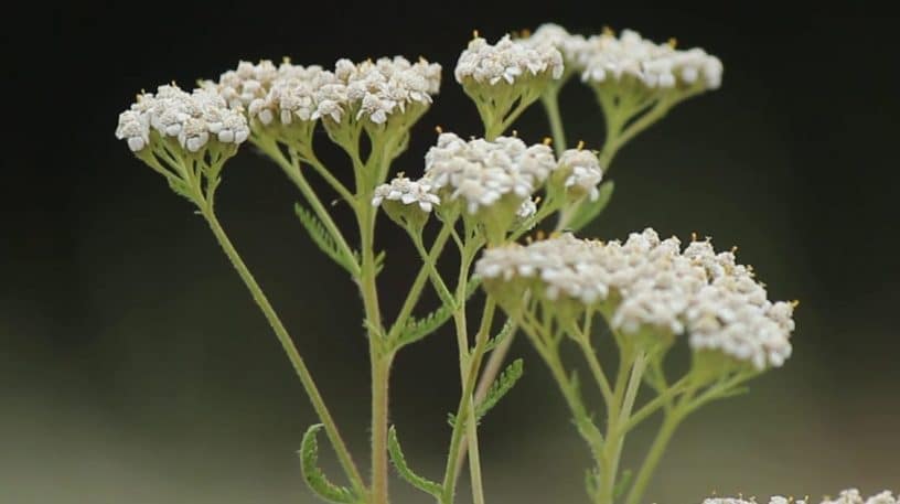 L'Achillée : tout sur ses usages