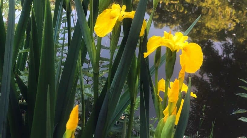 L'iris des marais : une belle toxique