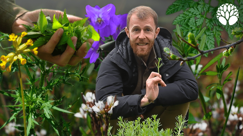 10 plantes sauvages de début de printemps