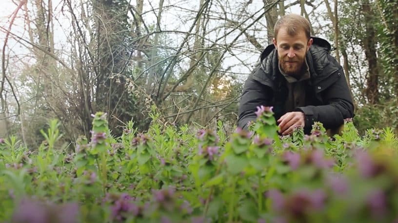 10 plantes sauvages de début de printemps