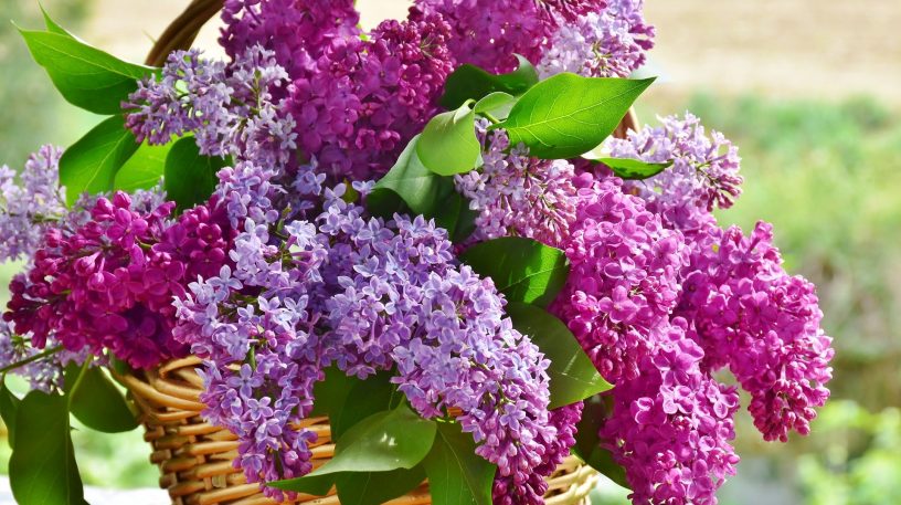 Un petit sirop de lilas ?