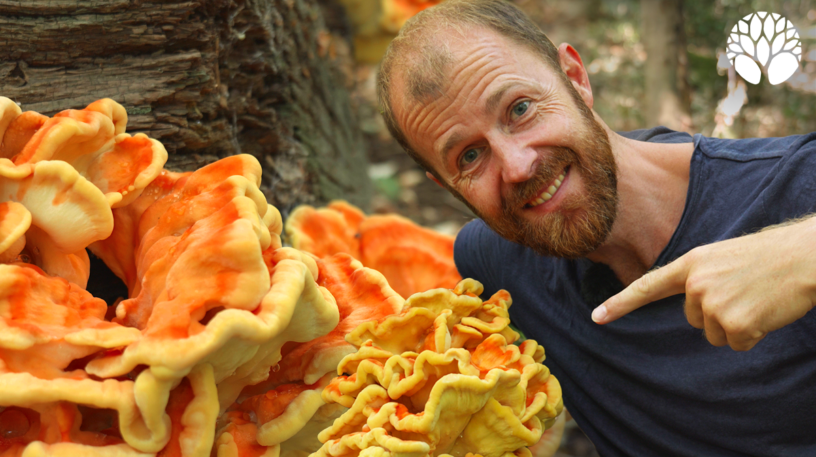 Le polypore soufré, champignon poulet !
