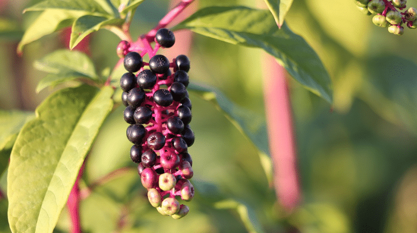 Ces plantes qui nous envahissent !