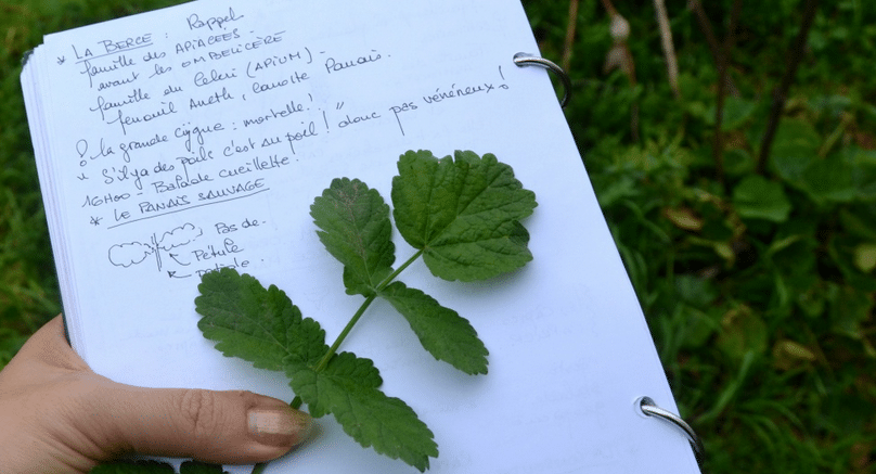 FAMILLES DE PLANTES ET LEURS CARACTÈRES