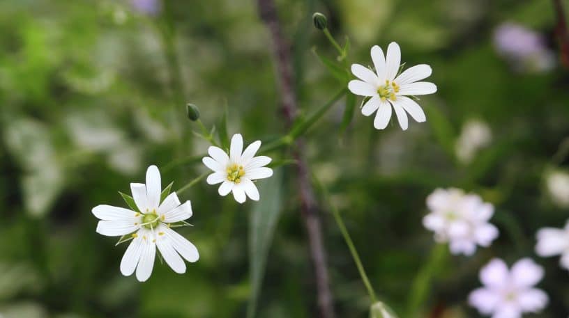 La cueillette du mois d'avril !