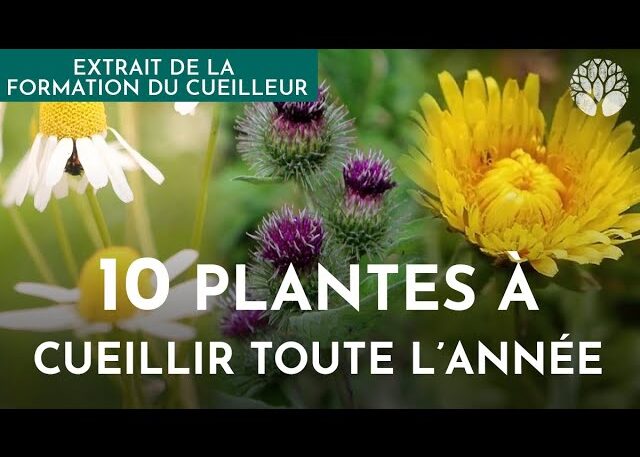 10 plantes sauvages à cueillir toute l'année : focus sur la famille des Asteraceae