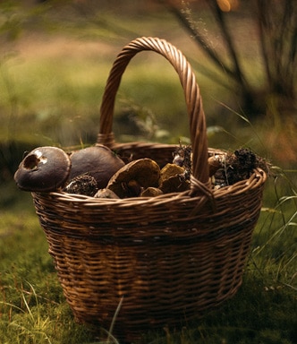 La Formation Champignons expliquée par nos apprenants...