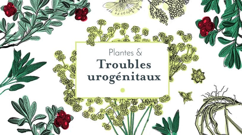 Les troubles qui affectent l’appareil urinaire et l’appareil génital