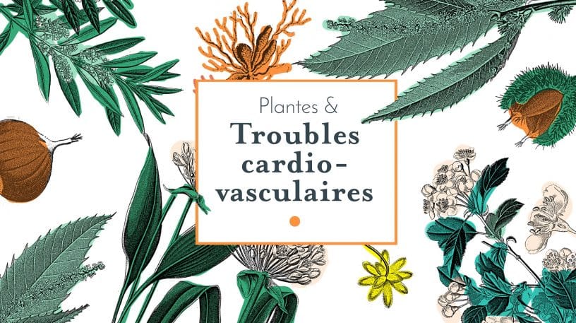 Quelles plantes pour protéger le cœur et les vaisseaux ?