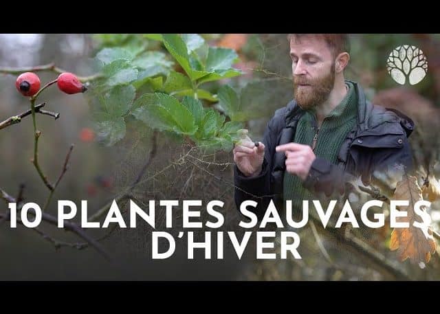 10 plantes sauvages d'hiver à découvrir