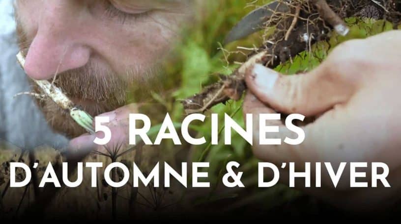 5 racines sauvages comestibles et médicinales d'automne et d'hiver à découvrir