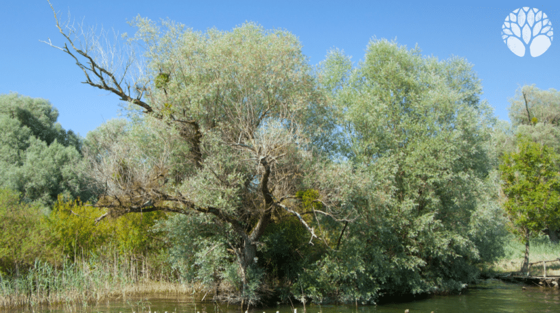 Le saule blanc