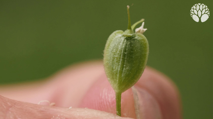 5 fruits sauvages à cueillir cet hiver