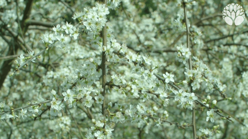 Reconnaître et cueillir les fleurs de pruniers sauvages