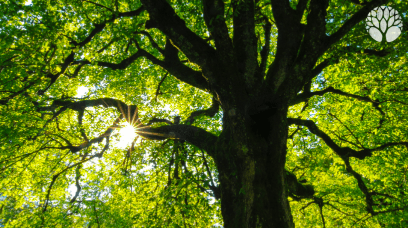 Quelles feuilles d'arbres manger ?