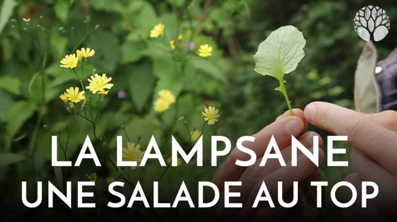 La lampsane, une des meilleures salades sauvages !