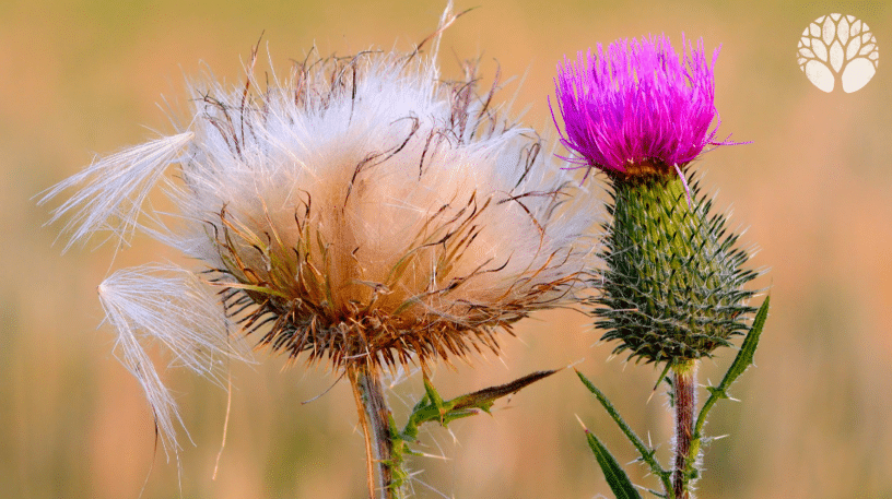 12 plantes sauvages dans vos jardins