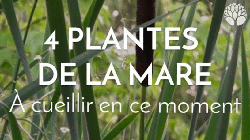 4 plantes de la mare