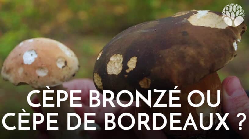 Cèpe bronzé ou cèpe de bordeaux