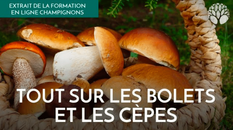 Formation champignons - Le Chemin de la Nature