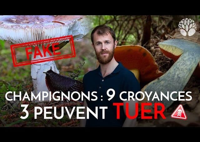 9 croyances sur les champignons, dont 3 qui peuvent tuer !