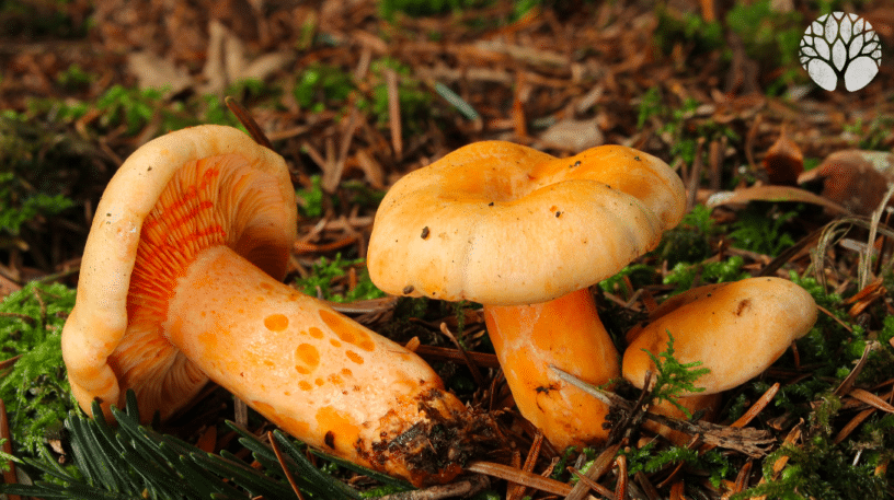 Champignon pied bleu sur Foodomarket : 1 offre