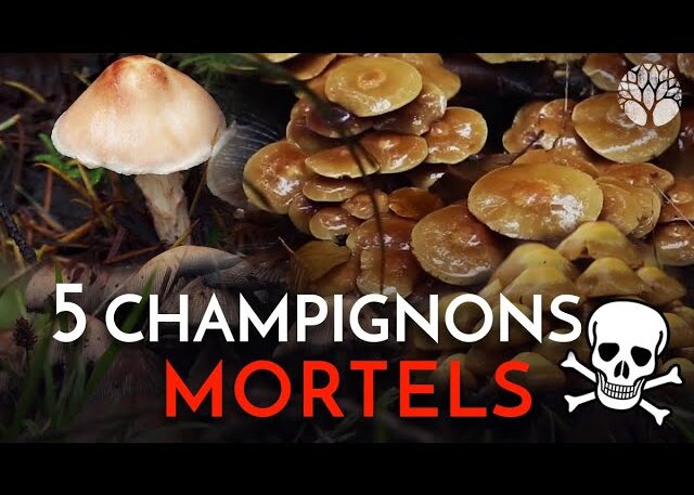 Ces 5 champignons sont MORTELS !