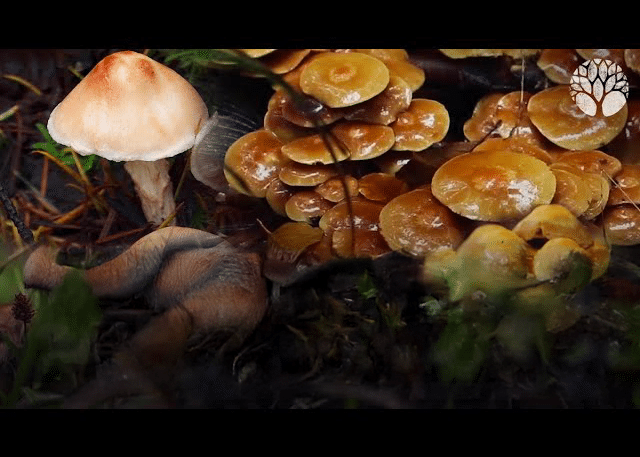 Ces 5 champignons sont MORTELS !