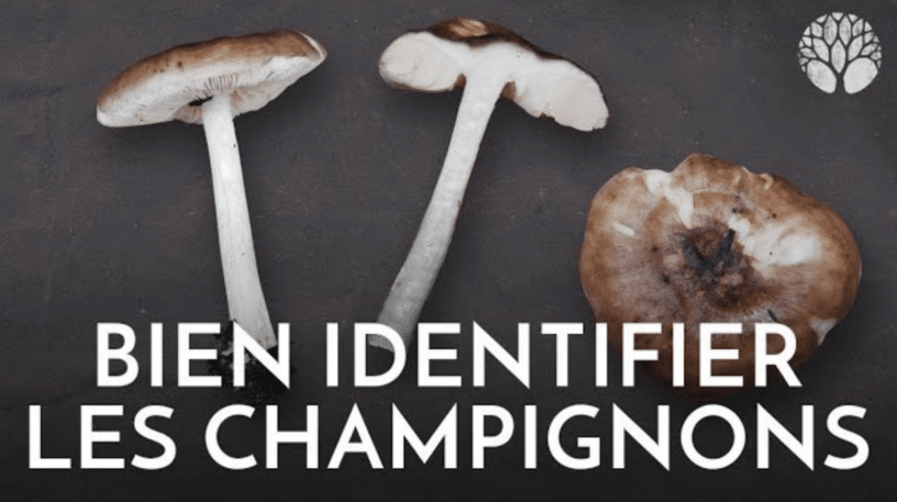 Bien identifier son champignon : exemple de la Collybie