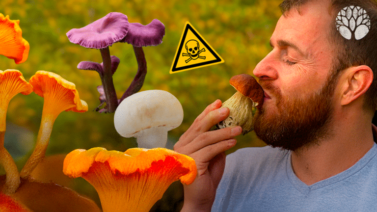 200 g de champignons par semaine maximum ?