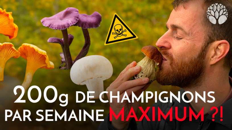 200 g de champignons par semaine maximum ?