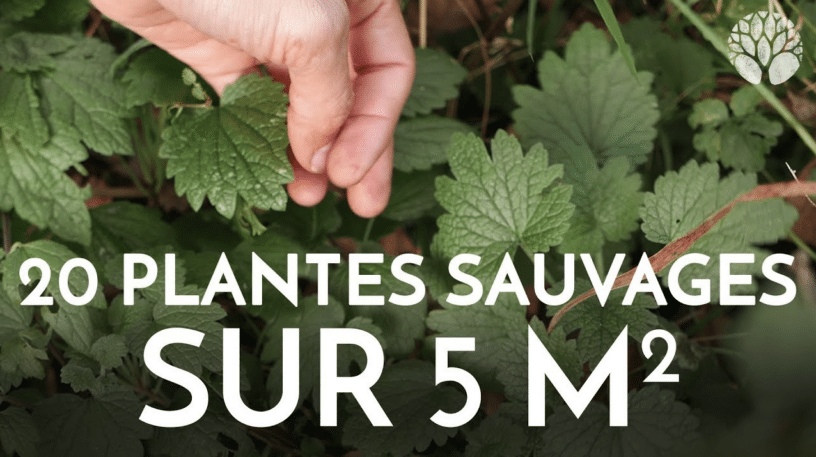 20 plantes sauvages sur 5m2