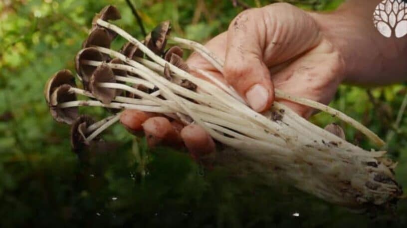 Les champignons sont-ils toxiques au toucher ?