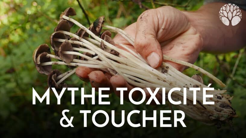 Les champignons sont-ils toxiques au toucher ?