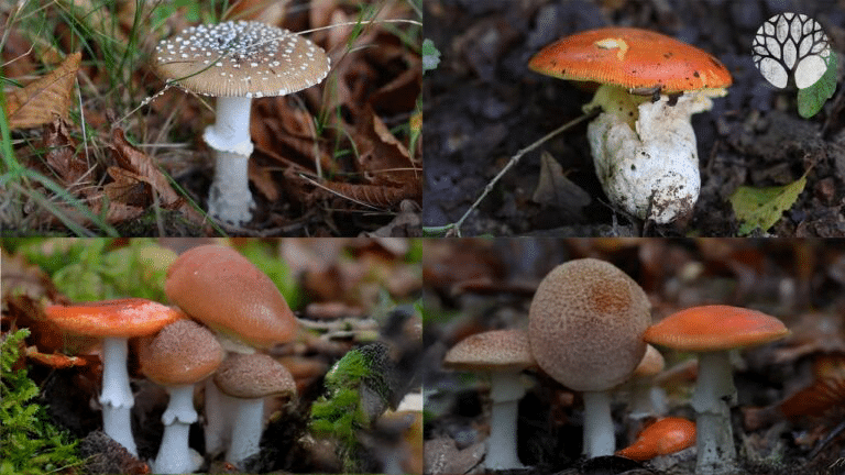Les chiffres sur les champignons révélés