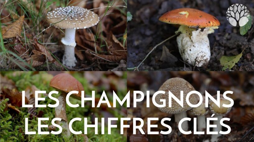 Les chiffres sur les champignons révélés