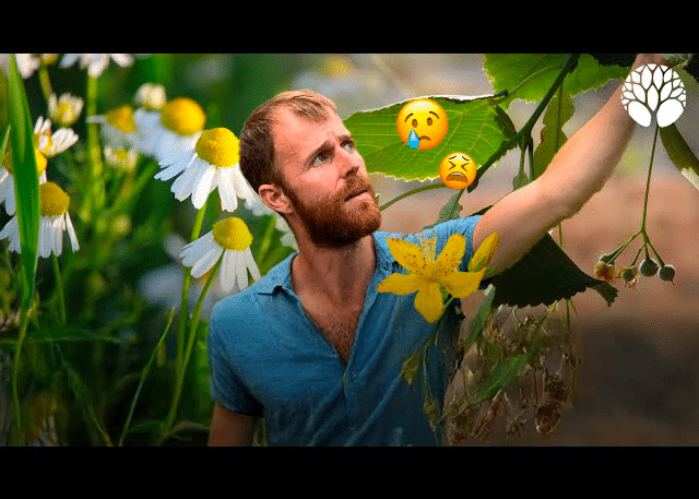 10 plantes contre le stress, la déprime et les problèmes de sommeil