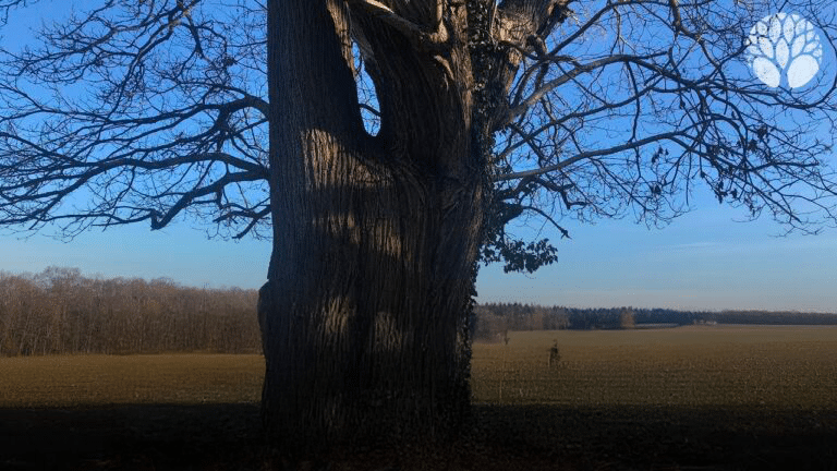 L’arbre et la cueillette