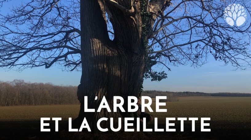 L’arbre et la cueillette