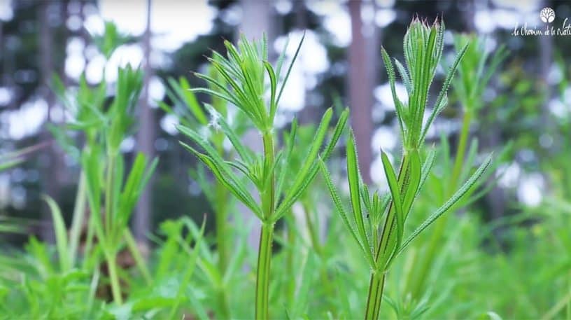 Le gaillet gratteron, plante sauvage comestible